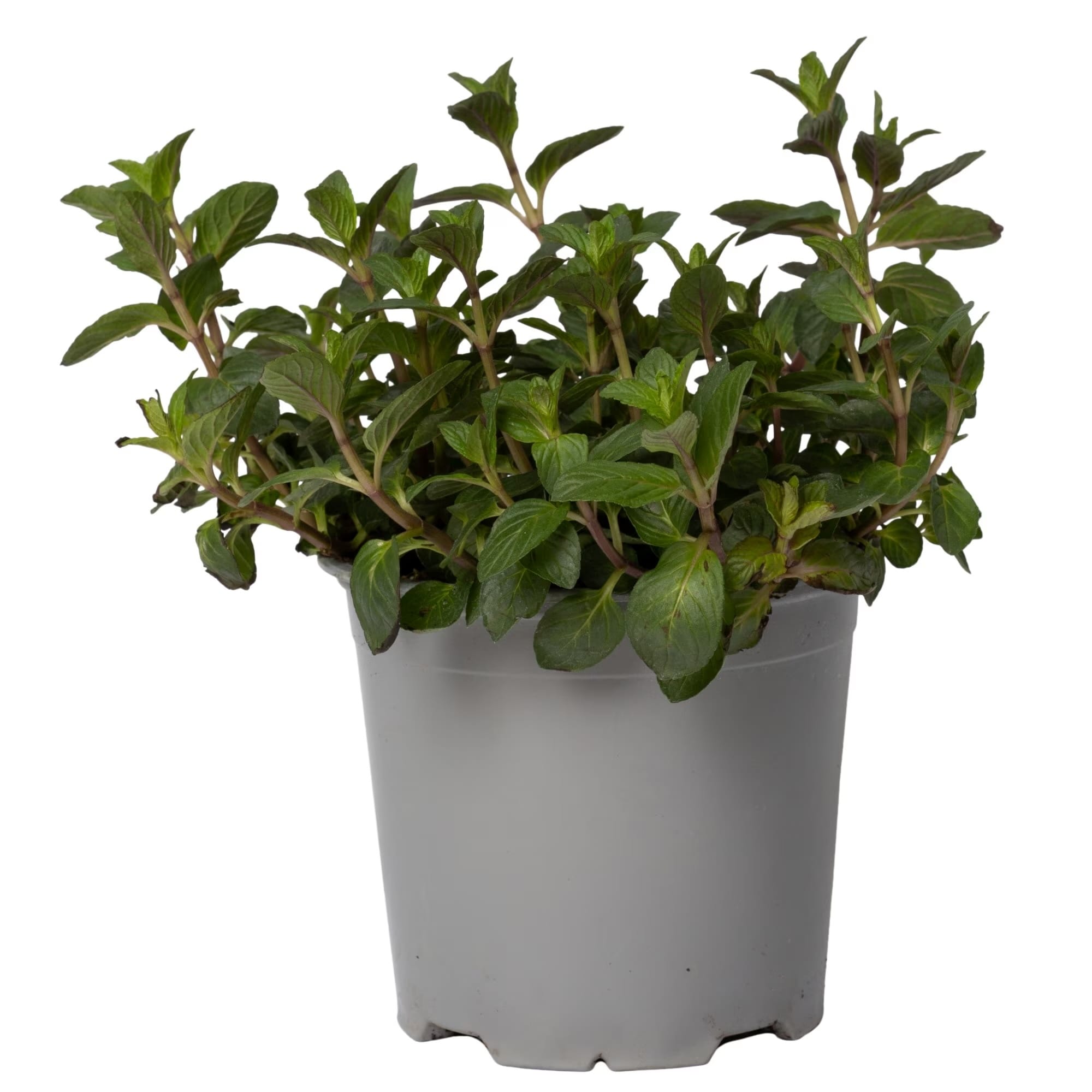 Menta cu aroma puternica - Mentha piperita (Peppermint)