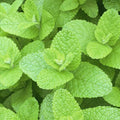 Mentha rotundifolia (Pineapple Mint)