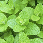 Mentha rotundifolia (Pineapple Mint)