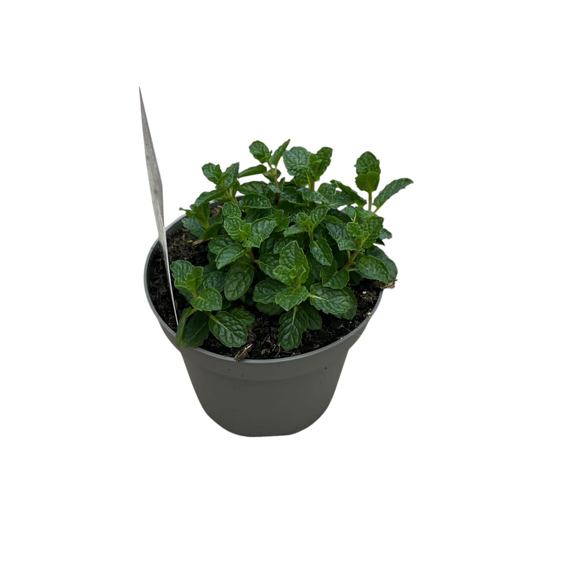 Menta - Mentha spicata (Spearmint) - cea mai aromata varietate
