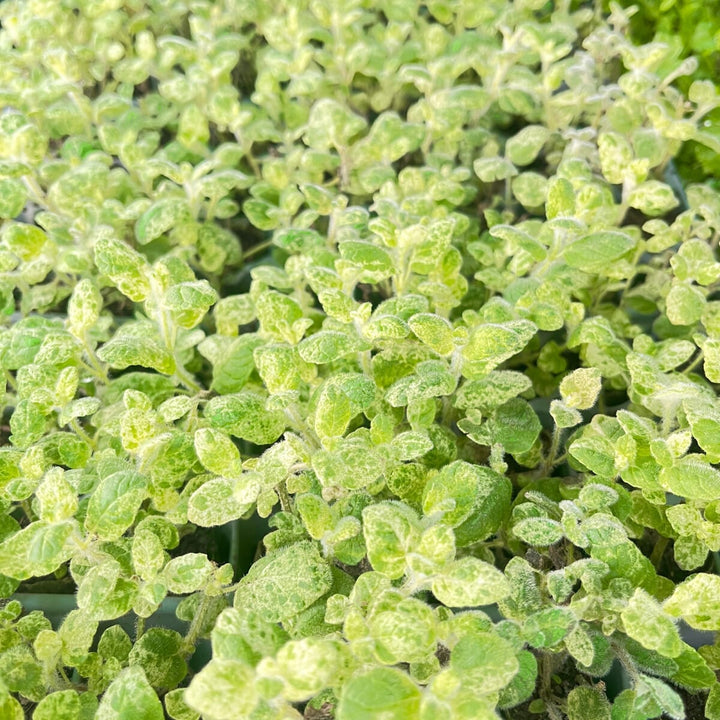 Mentha suaveolens 'Calixte'