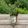 Mentha x piperita 'Multimentha'