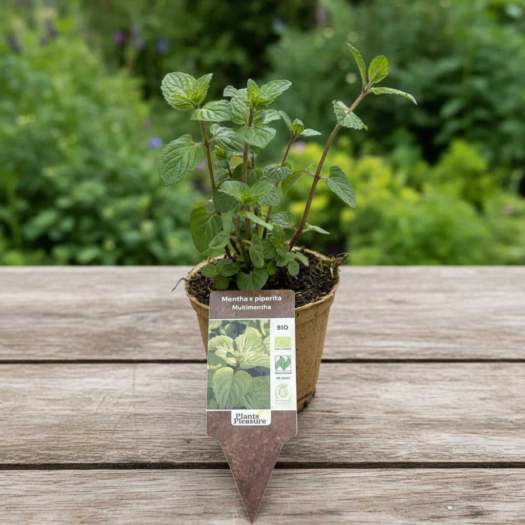 Mentha x piperita 'Multimentha'
