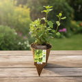 Mentha x piperita var. citrata