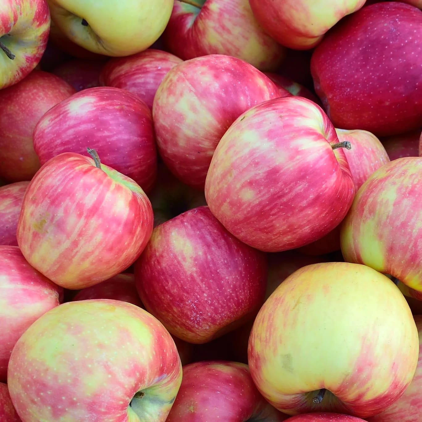 Mar Jonagold in ghiveci - Malus domestica 'Jonagold'