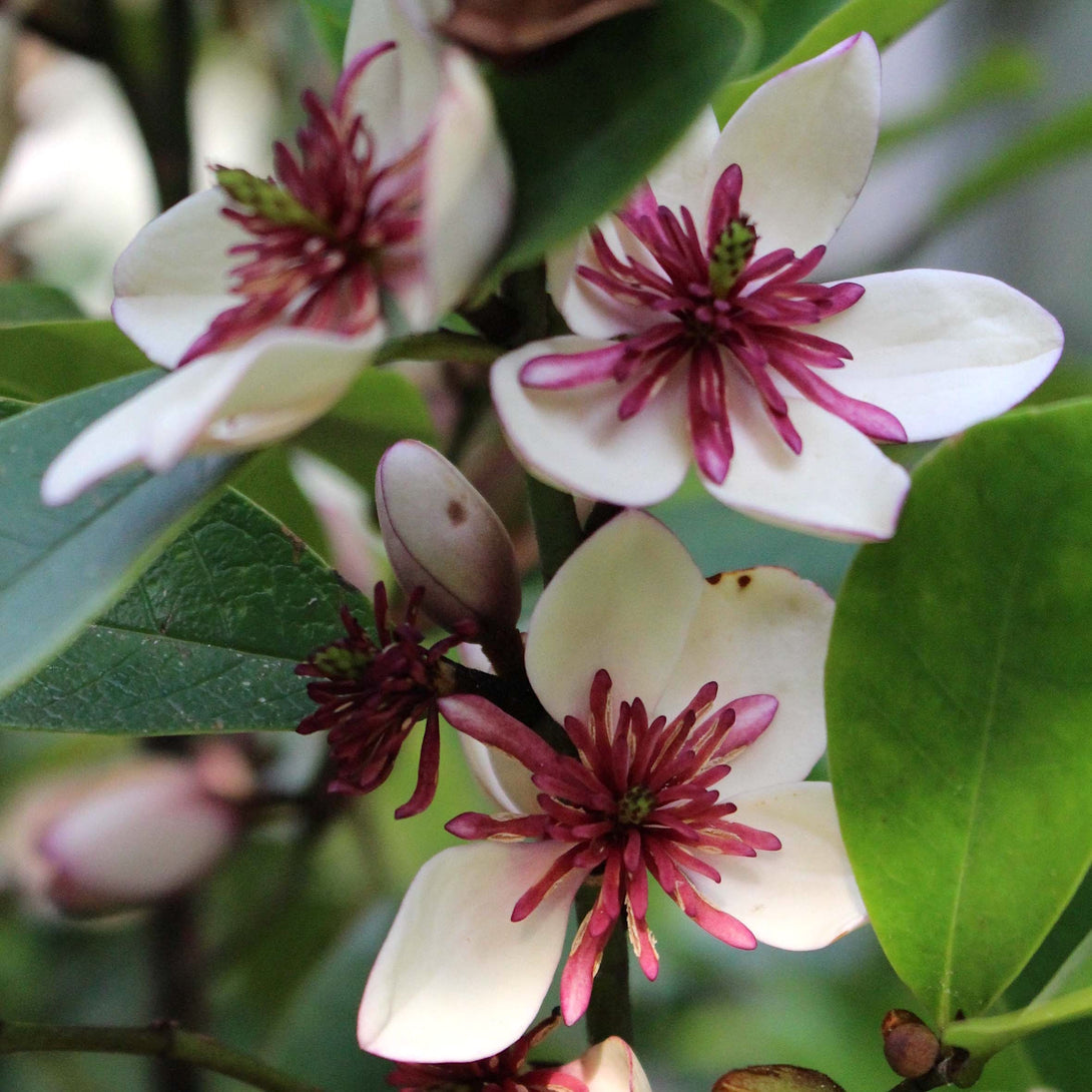 Magnolia Michelia 'White Caviar' - flori parfumate