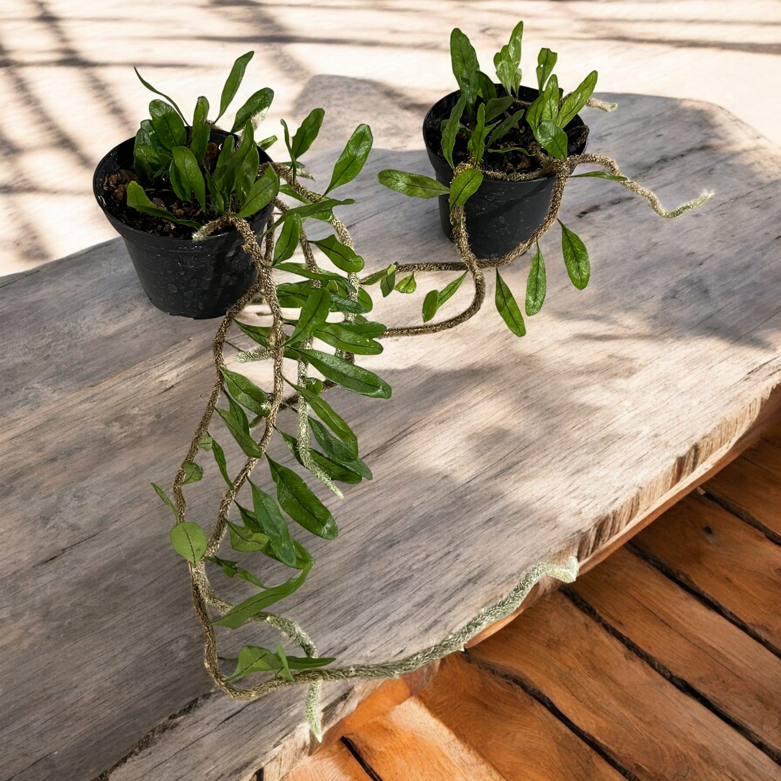 Microgramma vaccinifolia - feriga miniaturala taratoare