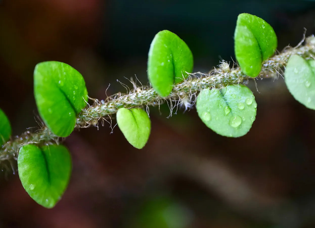 Microgramma vaccinifolia - feriga miniaturala taratoare