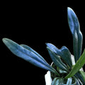 Microsorum thailandicum (Avatar fern)