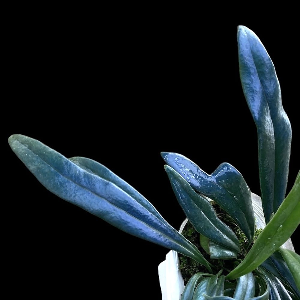 Microsorum thailandicum (Avatar fern)