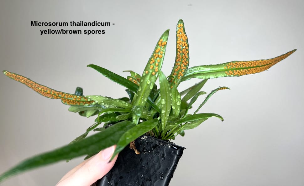 Microsorum thailandicum (Avatar fern)