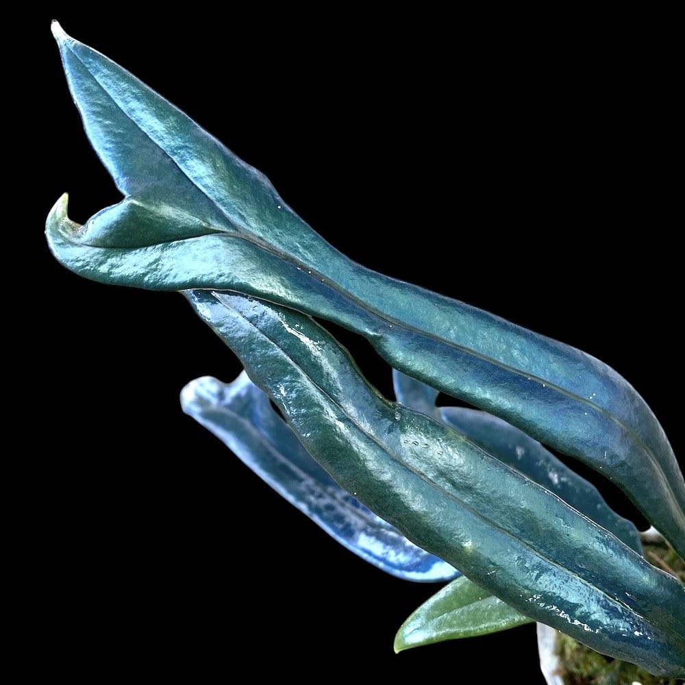 Microsorum thailandicum (Avatar fern)