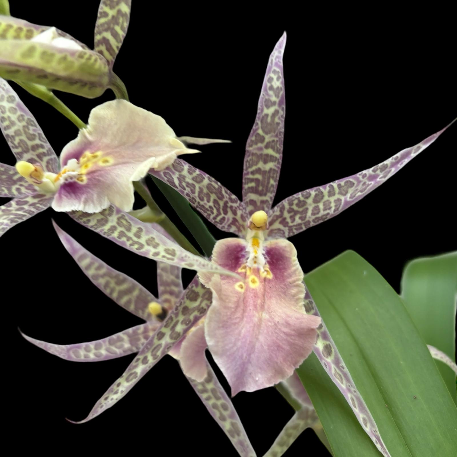 Miltassia Charles M Fitch 'Izumi' AM/AOS parfumata – Secret Garden