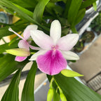 Miltonia Honolulu 'Lipstick'
