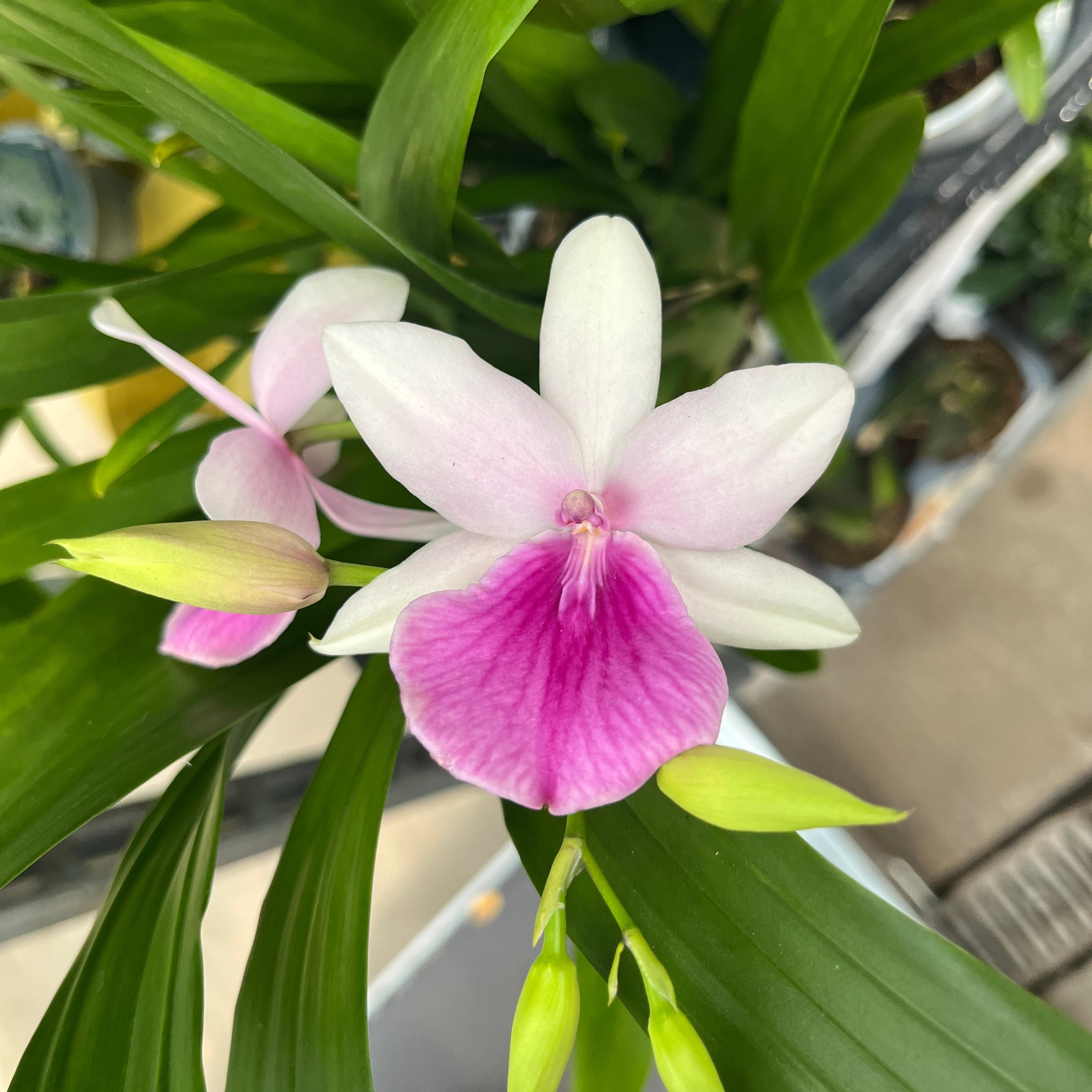 Miltonia Honolulu 'Lipstick'
