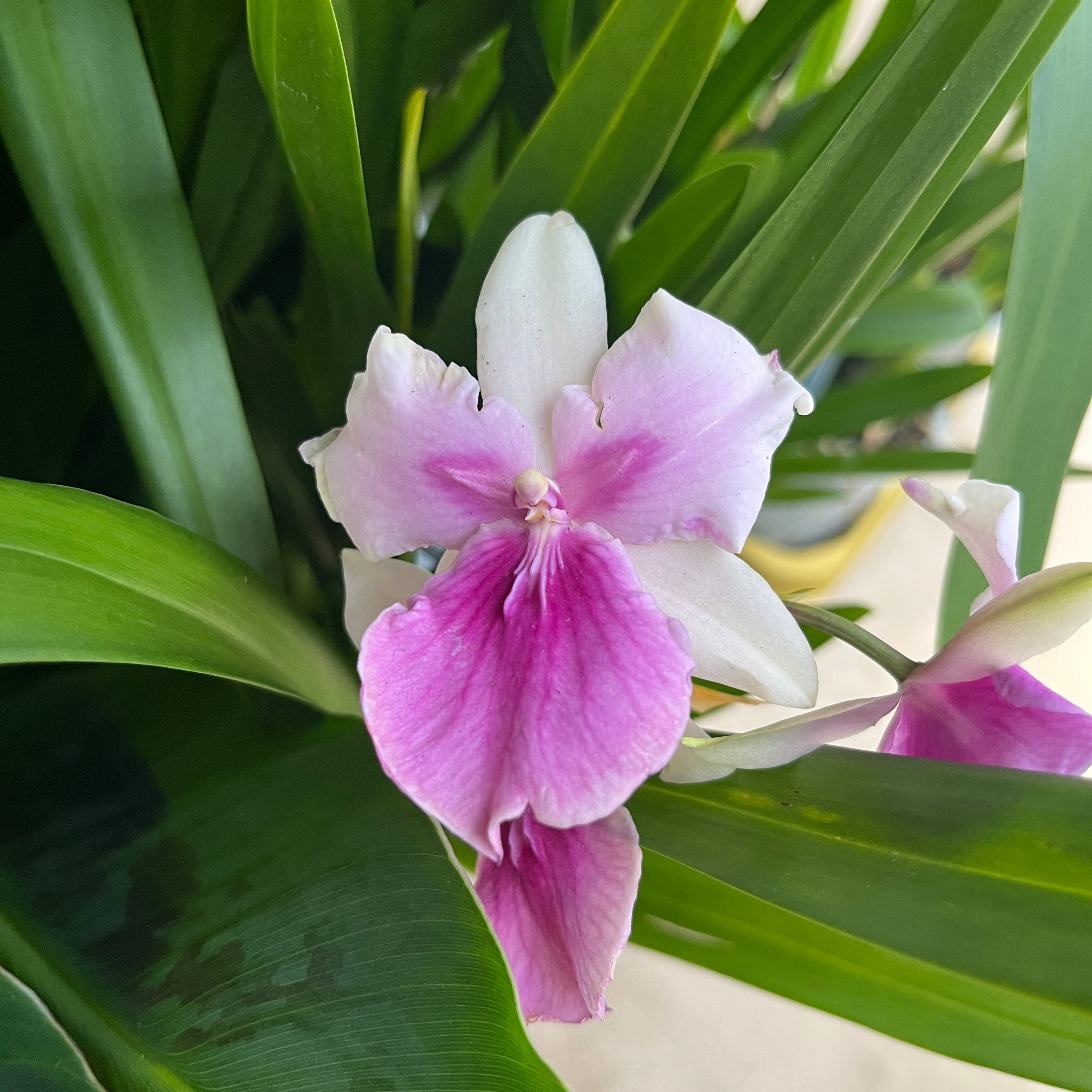 Miltonia Honolulu 'Lipstick' peloric