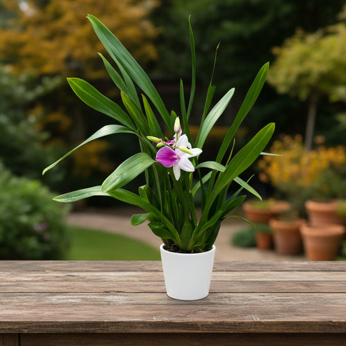 Miltonia Honolulu 'Lipstick'