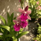 Miltonia Honolulu Warne's Best