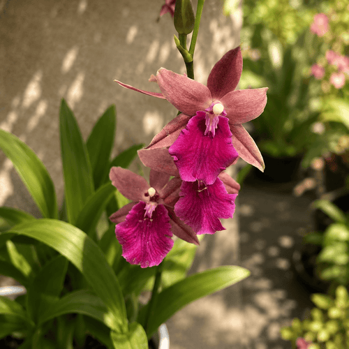Miltonia Honolulu Warne's Best - fragrant flowers, developed specimens