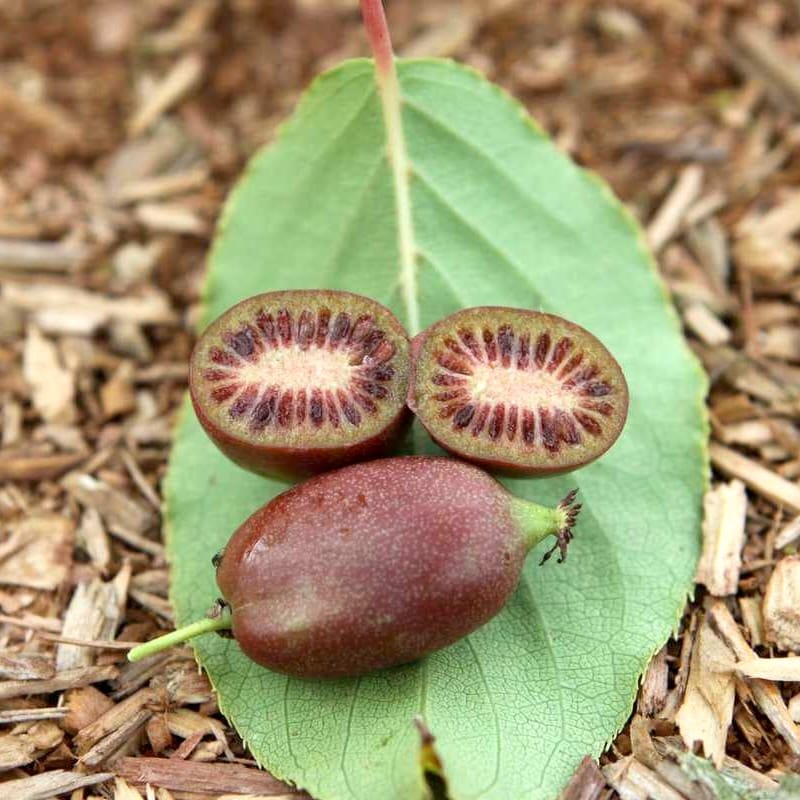 Actinidia arguta 'Red Jumbo'