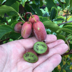 Mini Kiwi - Actinidia arguta 'Pink Jumbo'