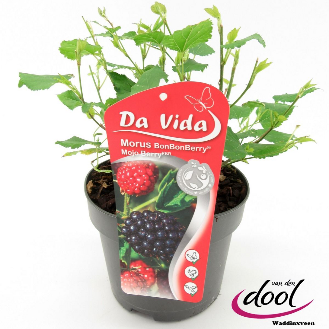 Pianta di Mojo Berry Alberello Morus Rotundiloba vera ornamentale da esterno Pianta di Mojo Berry Alberello Morus Rotundiloba vera ornamentale da esterno