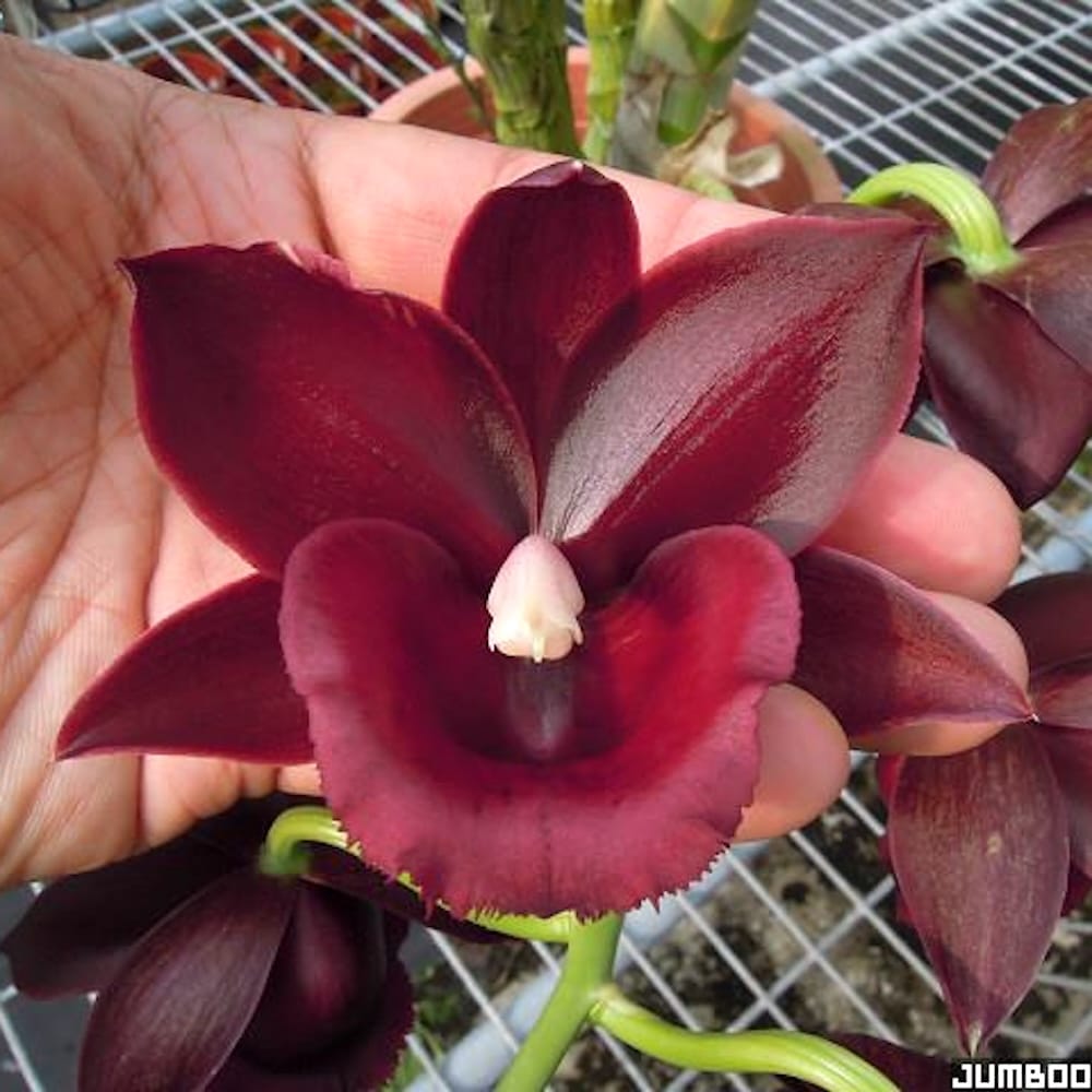 Monnierara Jumbo Delight 'Black Onyx' – Secret Garden Plant Shop