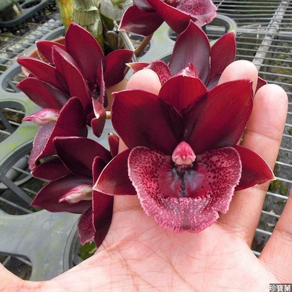 Monnierara Jumbo Delight 'Black Onyx'