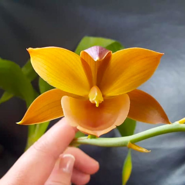 Monnierara Jumbo Delight 'Orange Diamond'