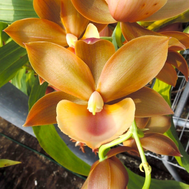 Monnierara Jumbo Delight 'Orange Diamond'