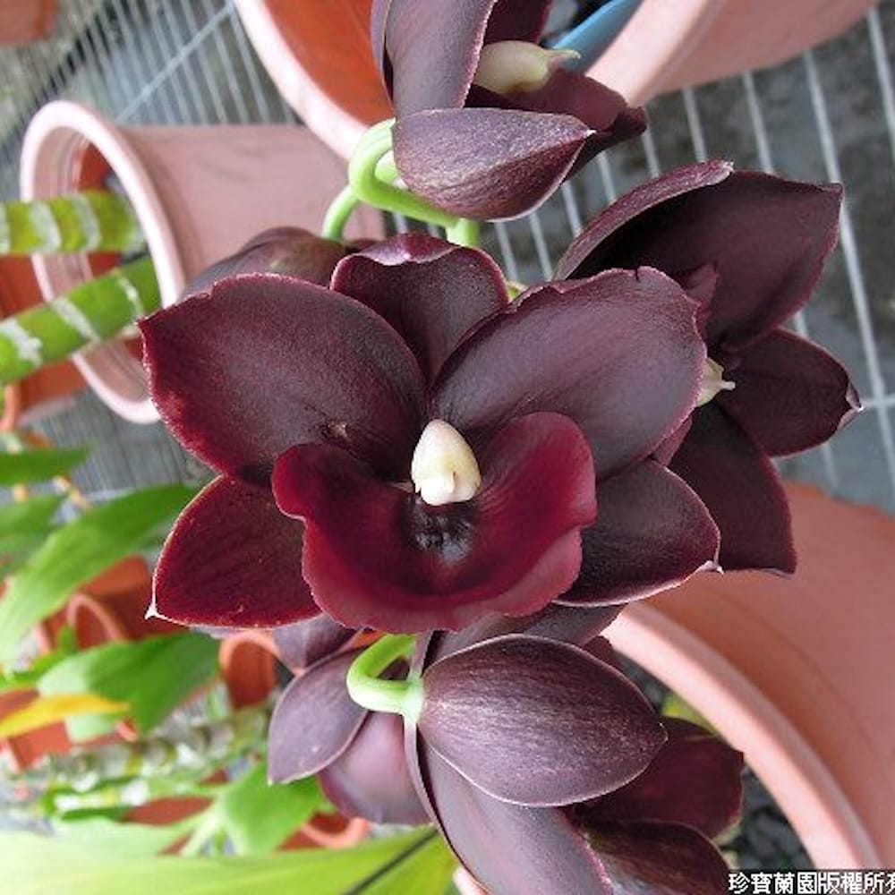 Monnierara Jumbo Delight 'Black Onyx' – Secret Garden Plant Shop