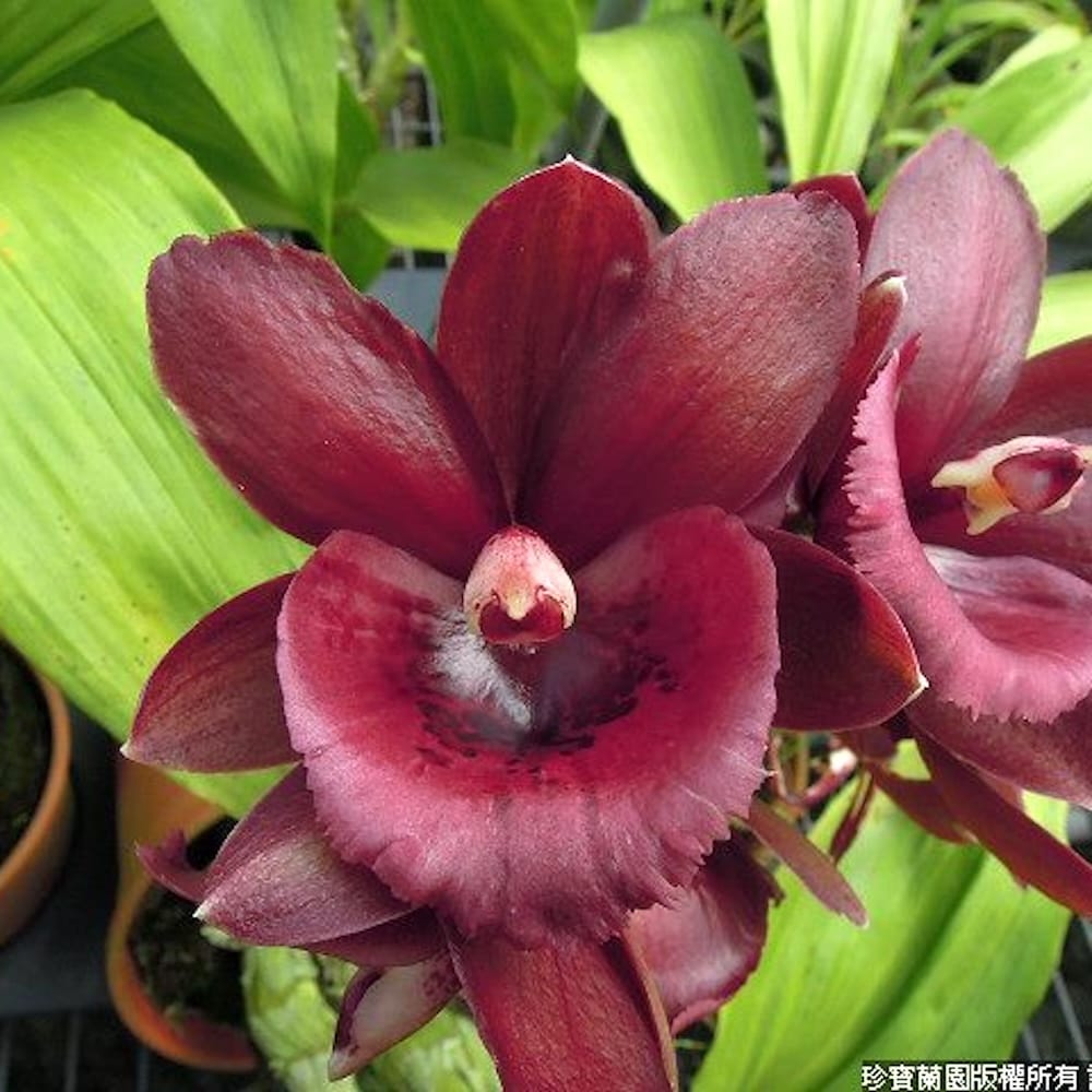 Monnierara Jumbo Delight 'Black Onyx' – Secret Garden Plant Shop