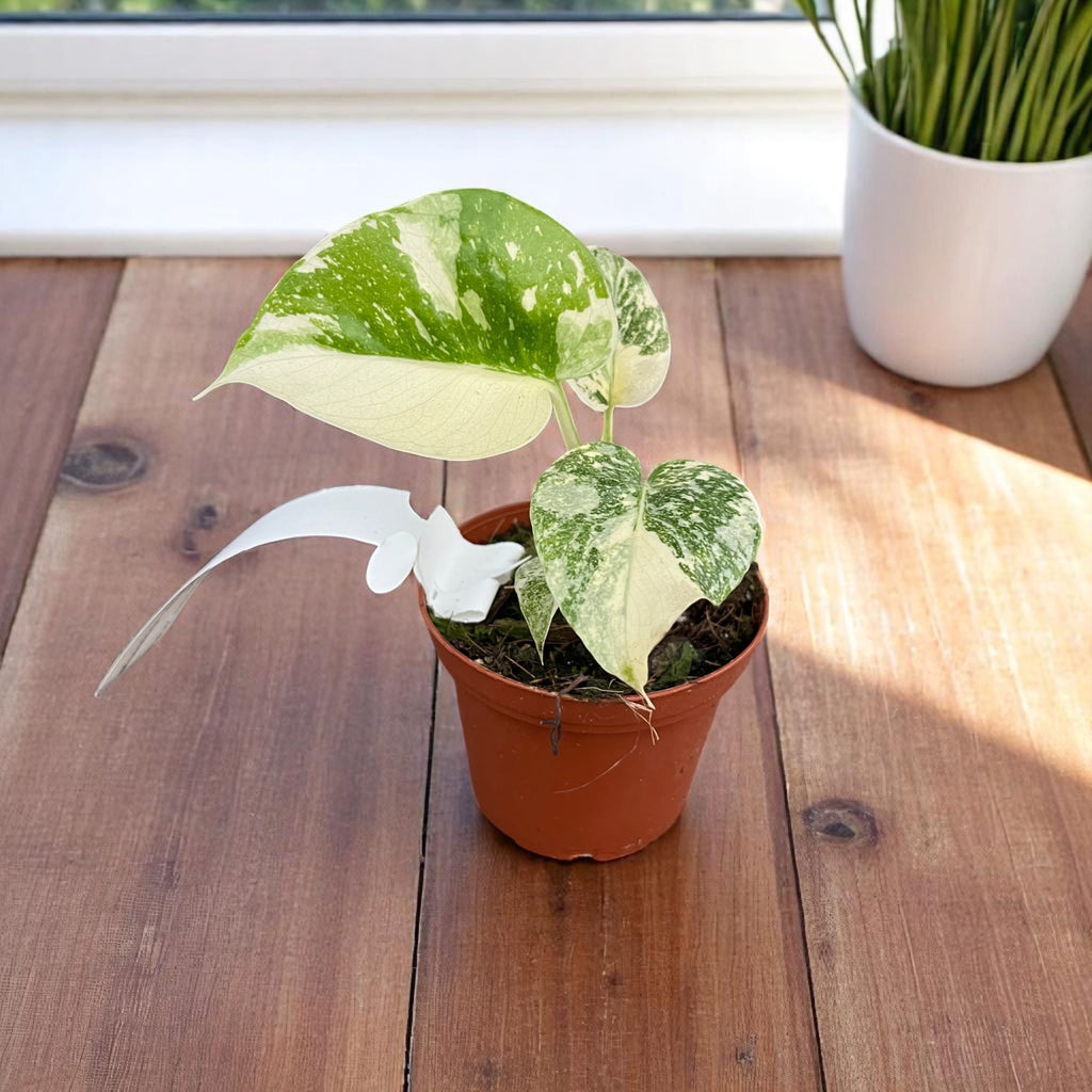 Monstera 'Thai Constellation' (strong variegation)