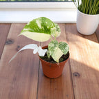 Monstera 'Thai Constellation' (strong variegation)