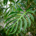 Monstera 'Burle Marx Flame'