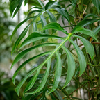 Monstera 'Burle Marx Flame'