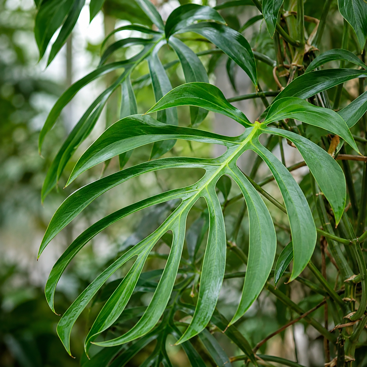 Monstera 'Burle Marx Flame'