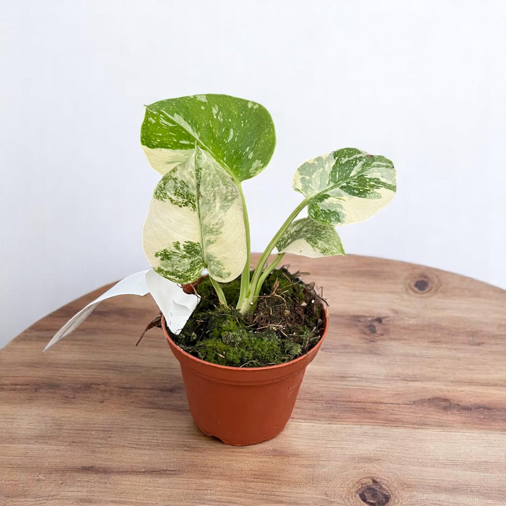 Monstera 'Thai Constellation' (strong variegation)