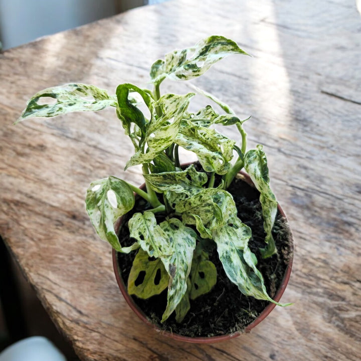 Monstera adansonii 'Frozen Freckles' (variegata)