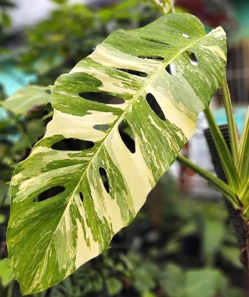 Monstera lechleriana 'Variegata' mature leaf