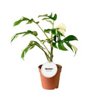 Monstera minima 'Variegata' (Rhaphidophora tetrasperma 'Variegata')