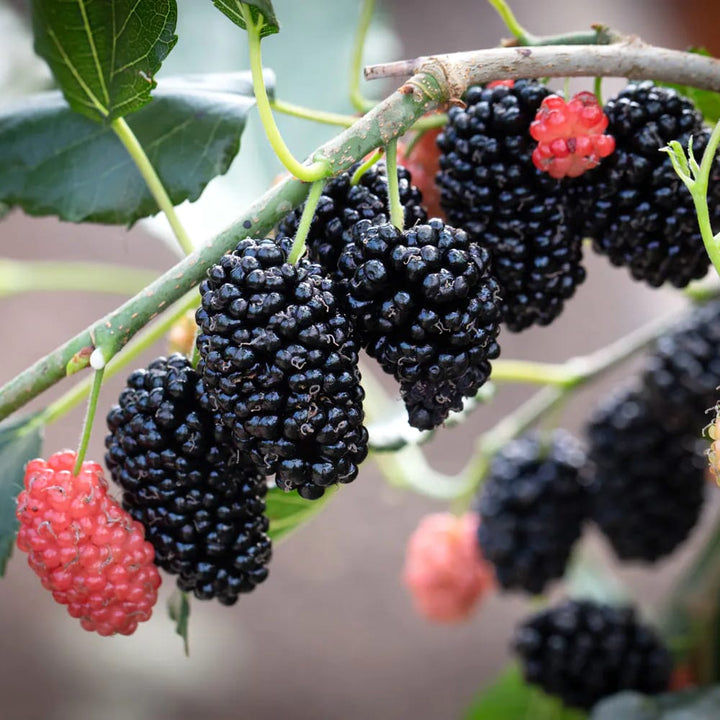 Dud pitic foarte productiv - Morus rotundiloba 'Mojo Berry'