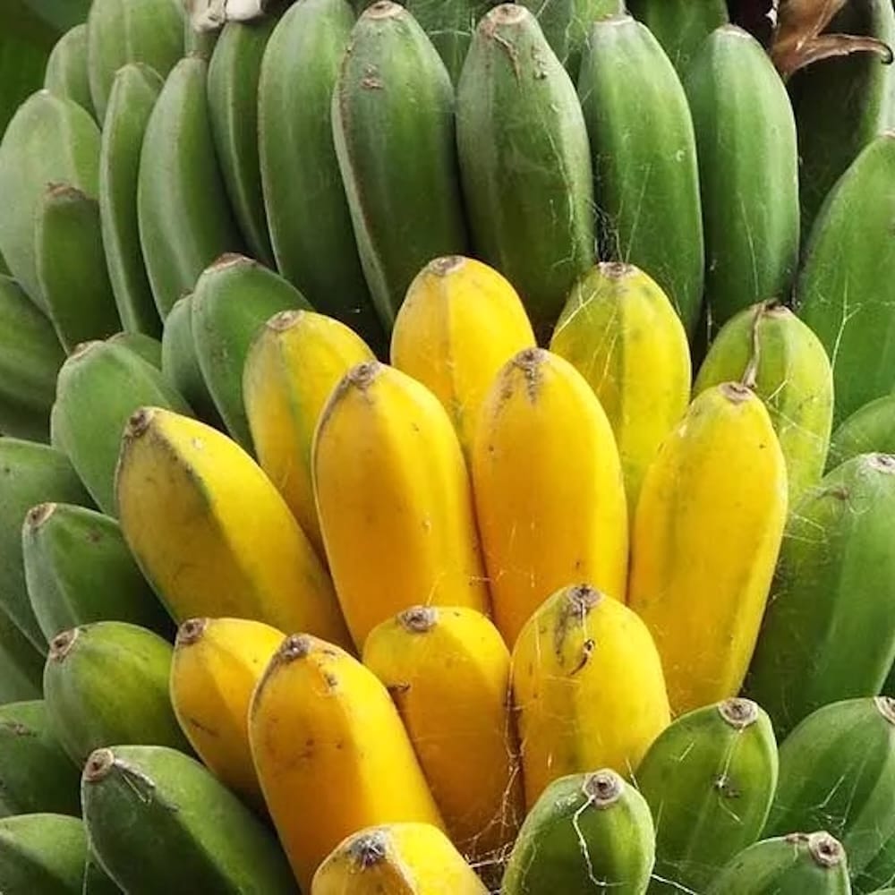 Kínai banánfa - Musa dajiao (Da Jiao) – Secret Garden Plant Shop