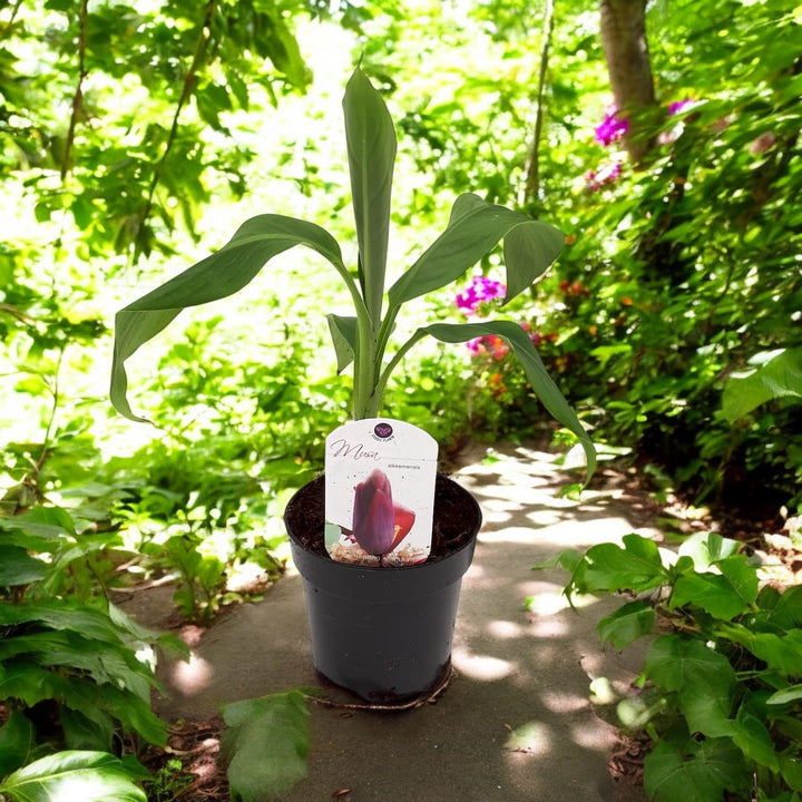 Bananier - Musa sikkimensis (Darjeeling Banana)