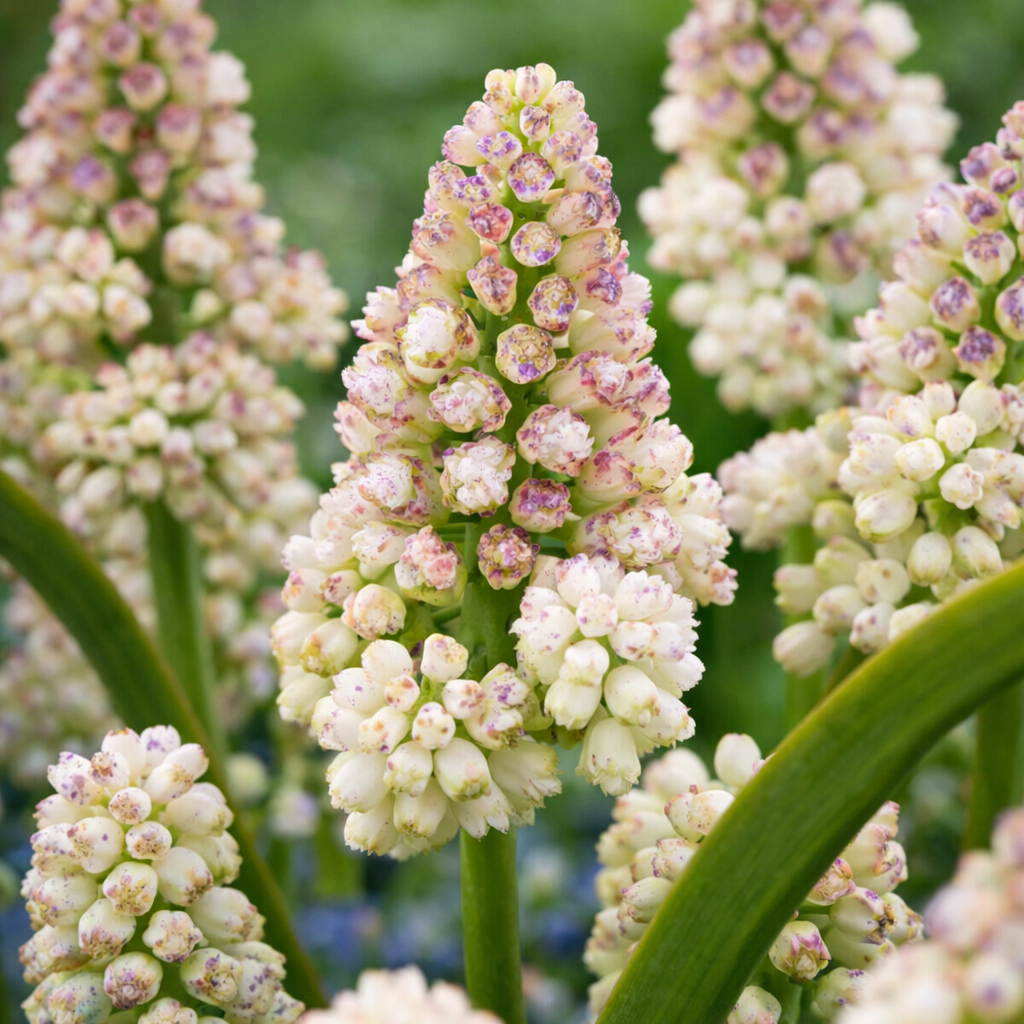 Muscari armeniacum 'Lady Madonna' (Grape Hyacinth)