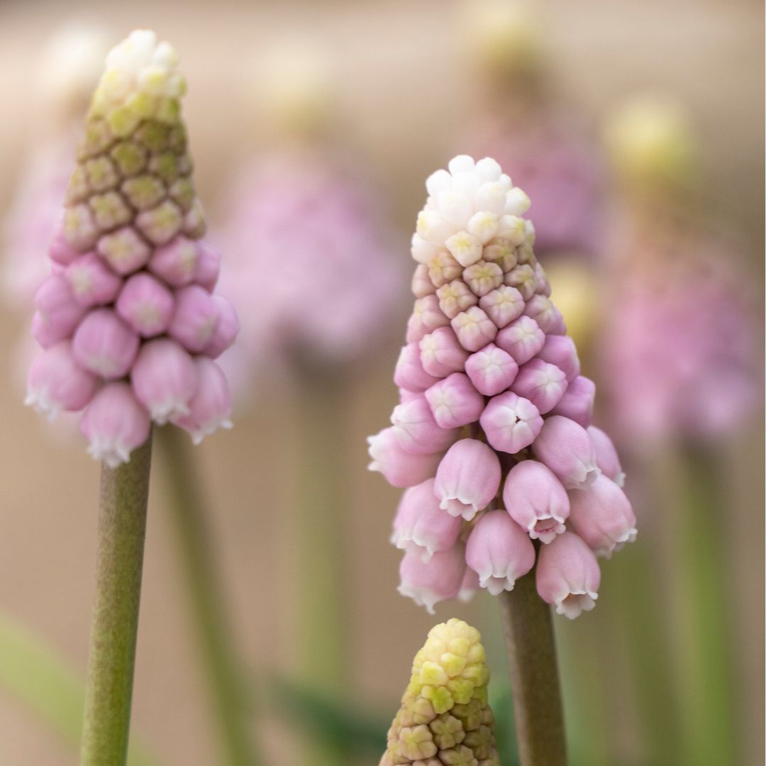 Muscari 'Pink Sunrise' (Grape Hyacinth) - flori parfumate