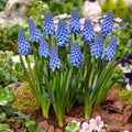 Muscari armeniacum 'Big Smile' (Szőlőillatos gyöngyike)