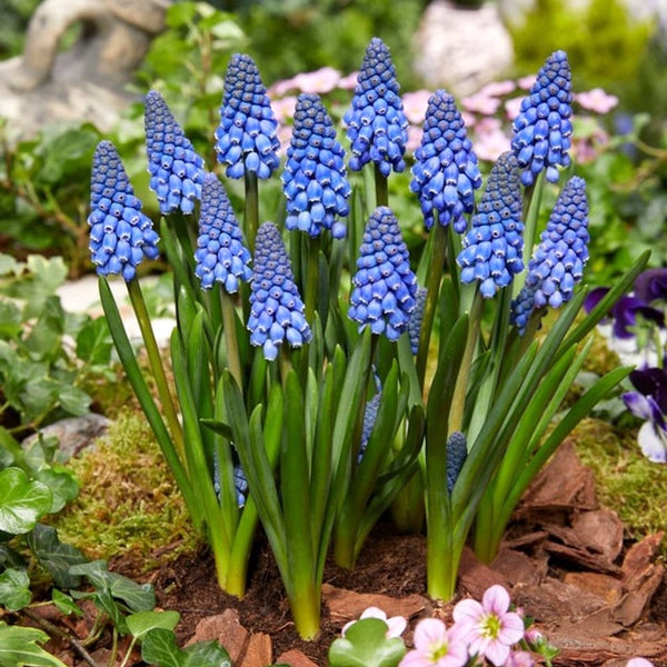 Muscari armeniacum 'Big Smile' (Traubenhyazinthe)