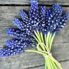 Muscari armeniacum 'Night Eyes' (Grape Hyacinth)