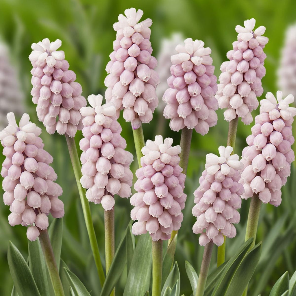 Muscari 'Pink Sunrise' (Гроздов зюмбюл) - ароматни цветя